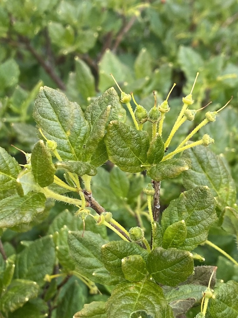 Minniebush photo 8