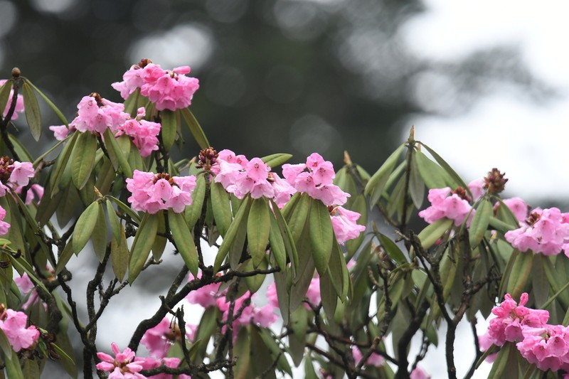 Rhododendron pingianum