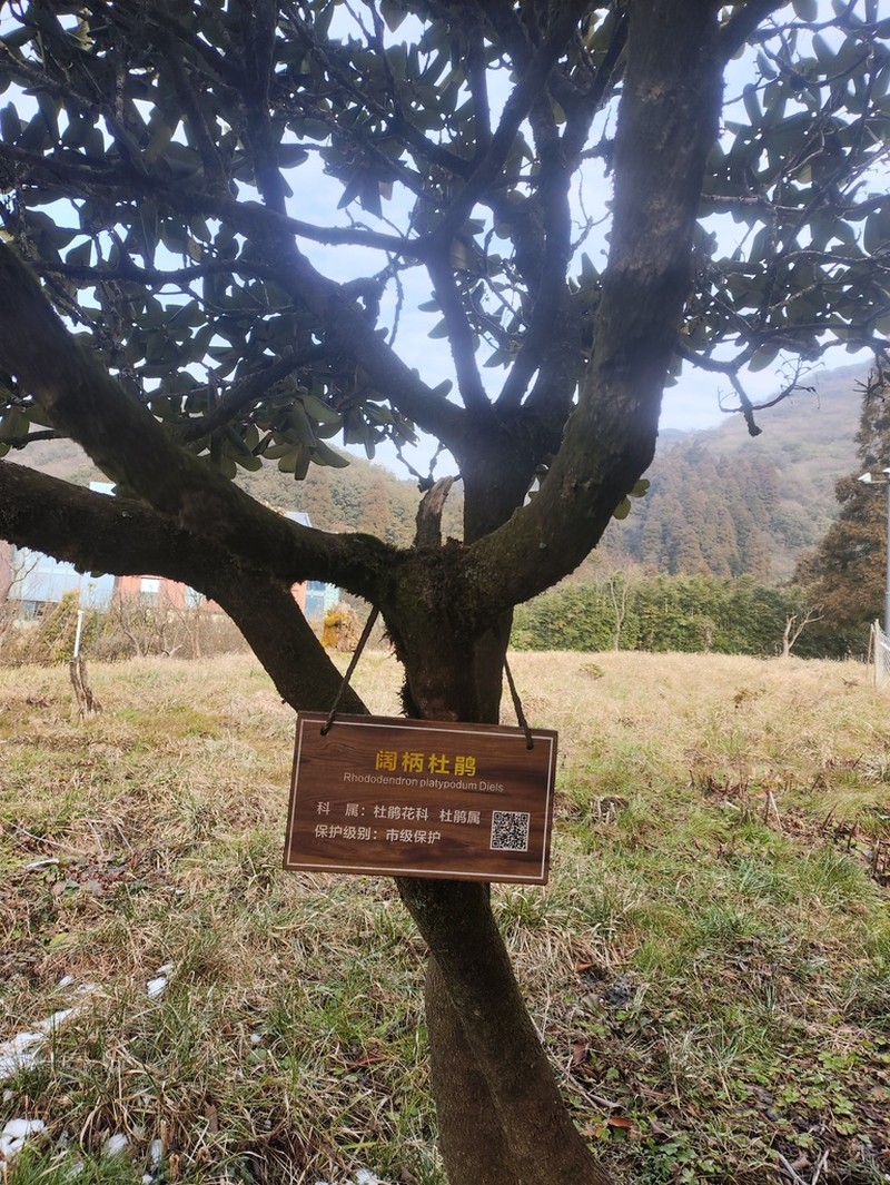 Rhododendron platypodum photo 2