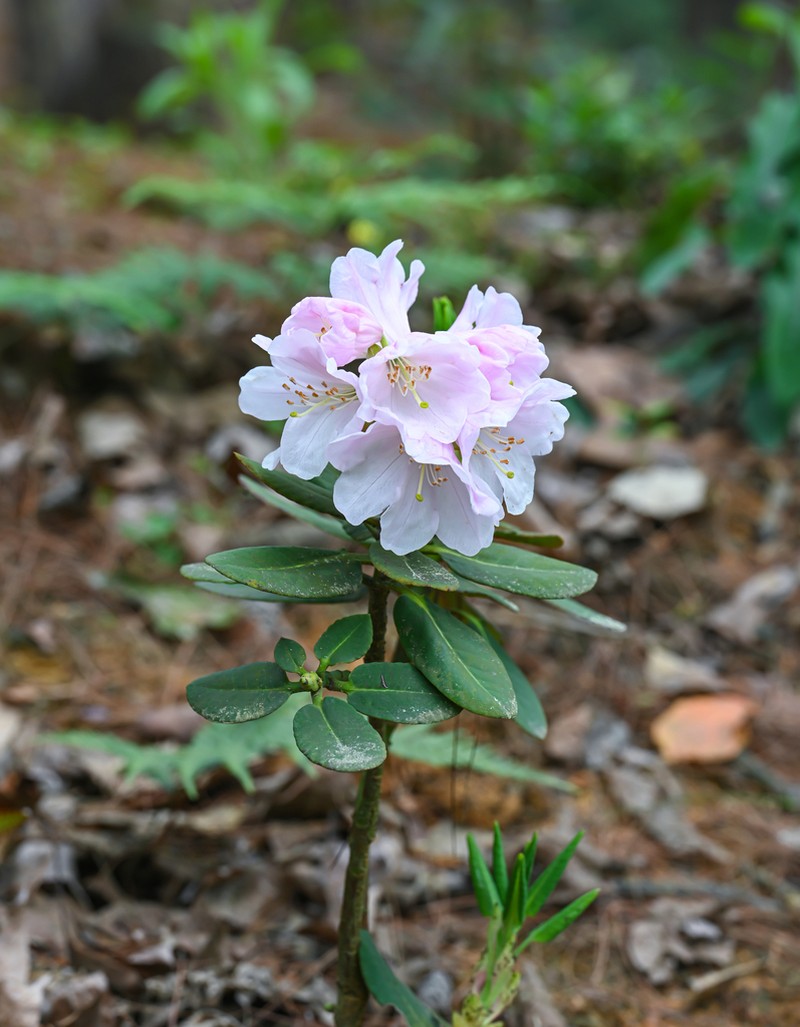 Rhododendron platypodum photo 3