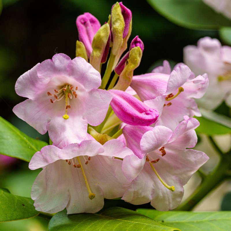 Rhododendron platypodum