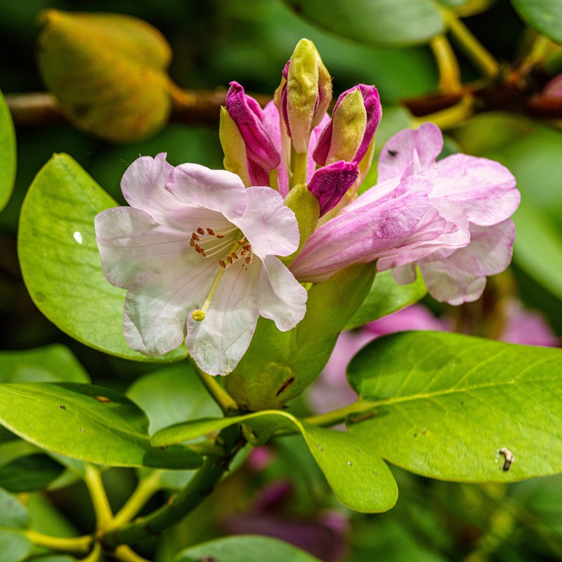 Rhododendron platypodum photo 4