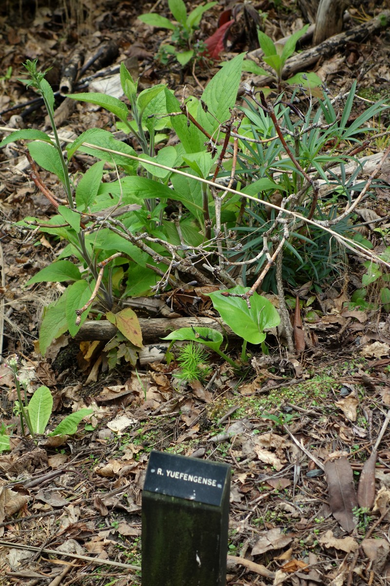 Rhododendron platypodum photo 6