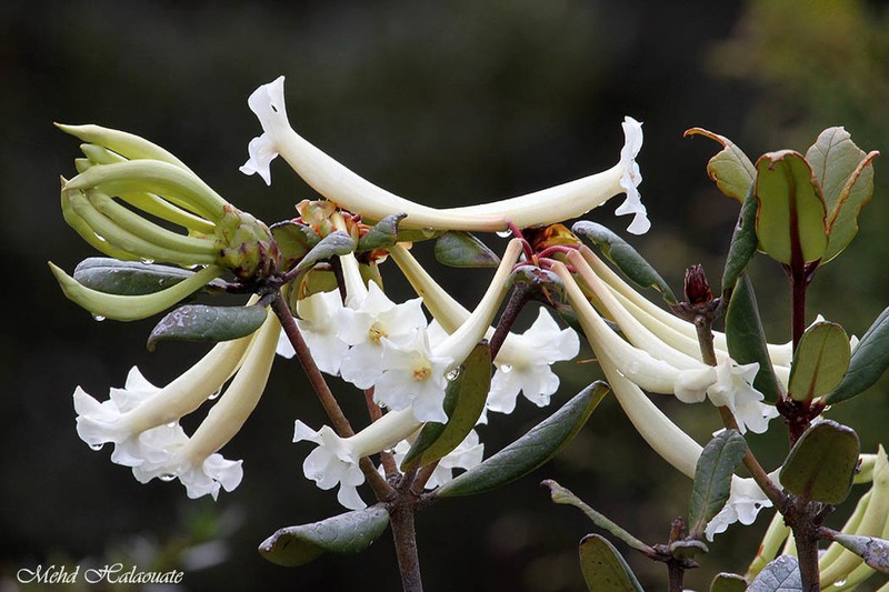 Rhododendron pleianthum