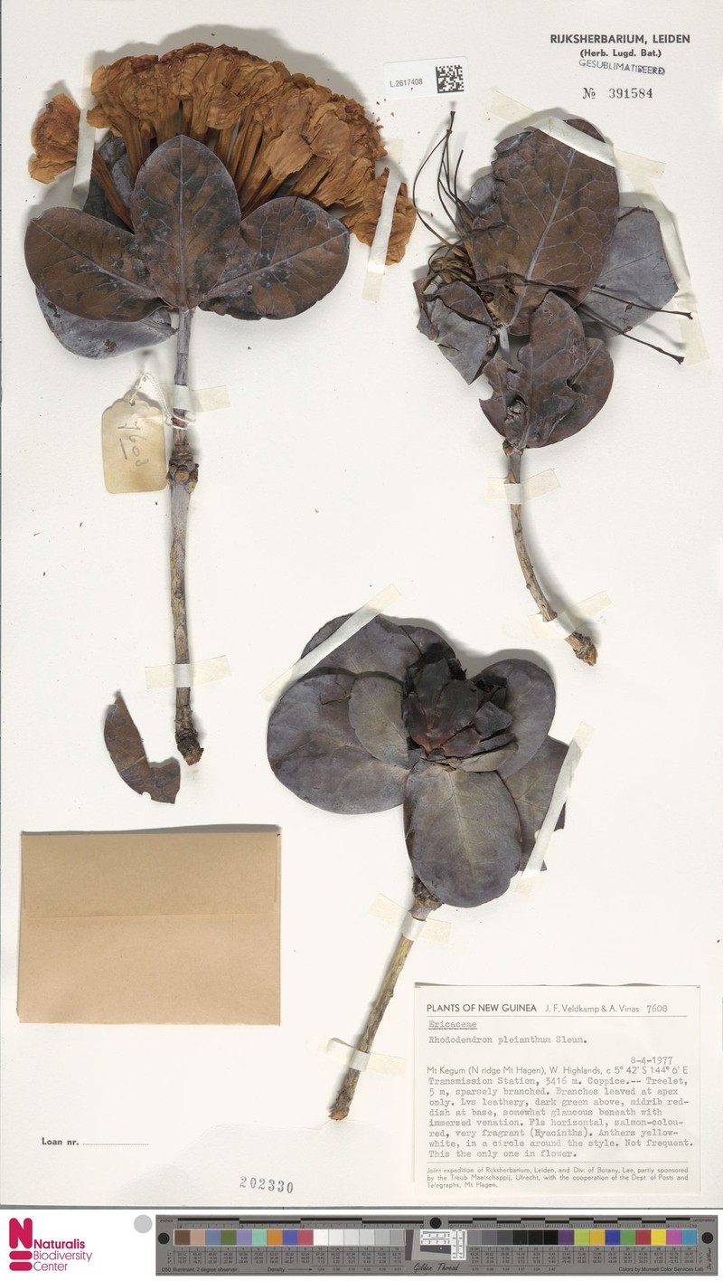 Rhododendron pleianthum photo 3