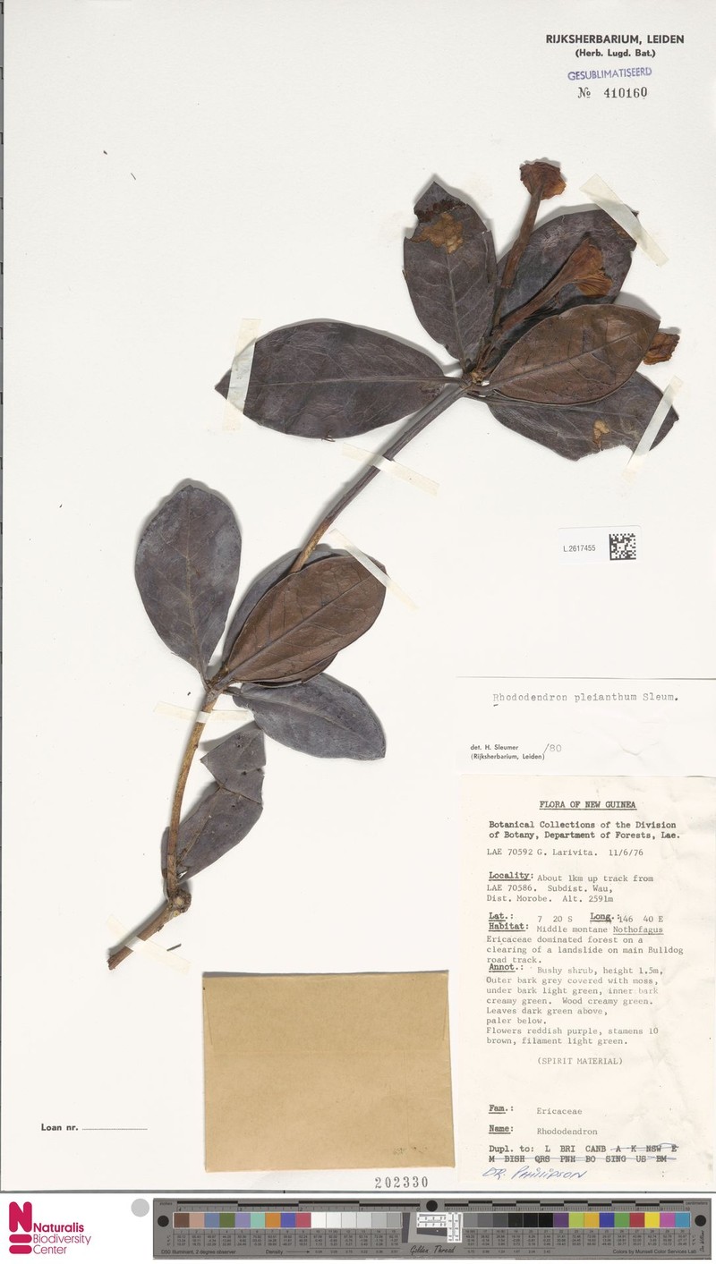Rhododendron pleianthum photo 4
