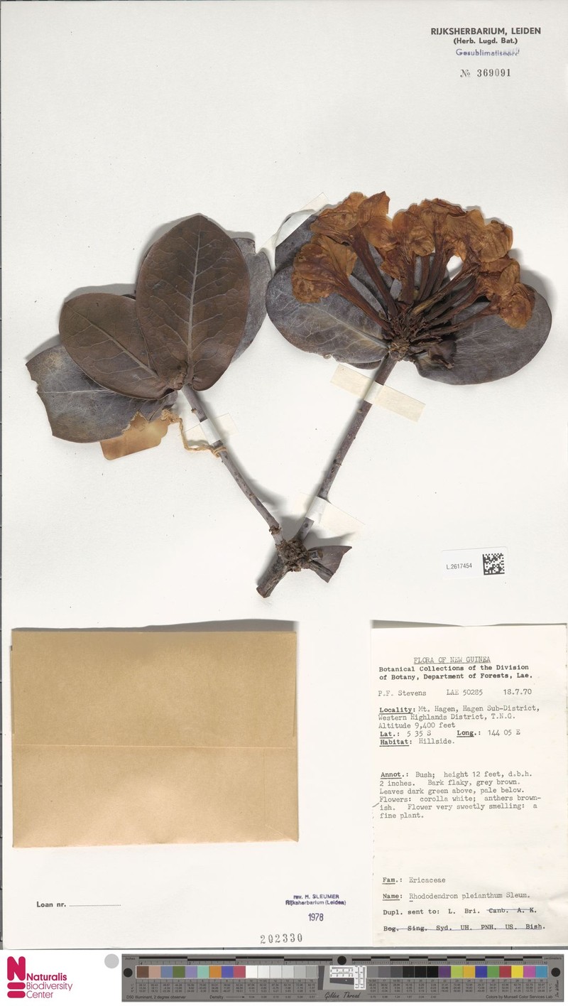 Rhododendron pleianthum photo 5