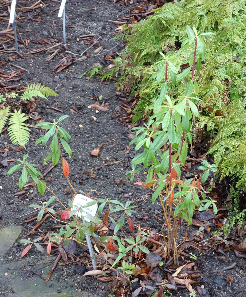 Rhododendron pleistanthum