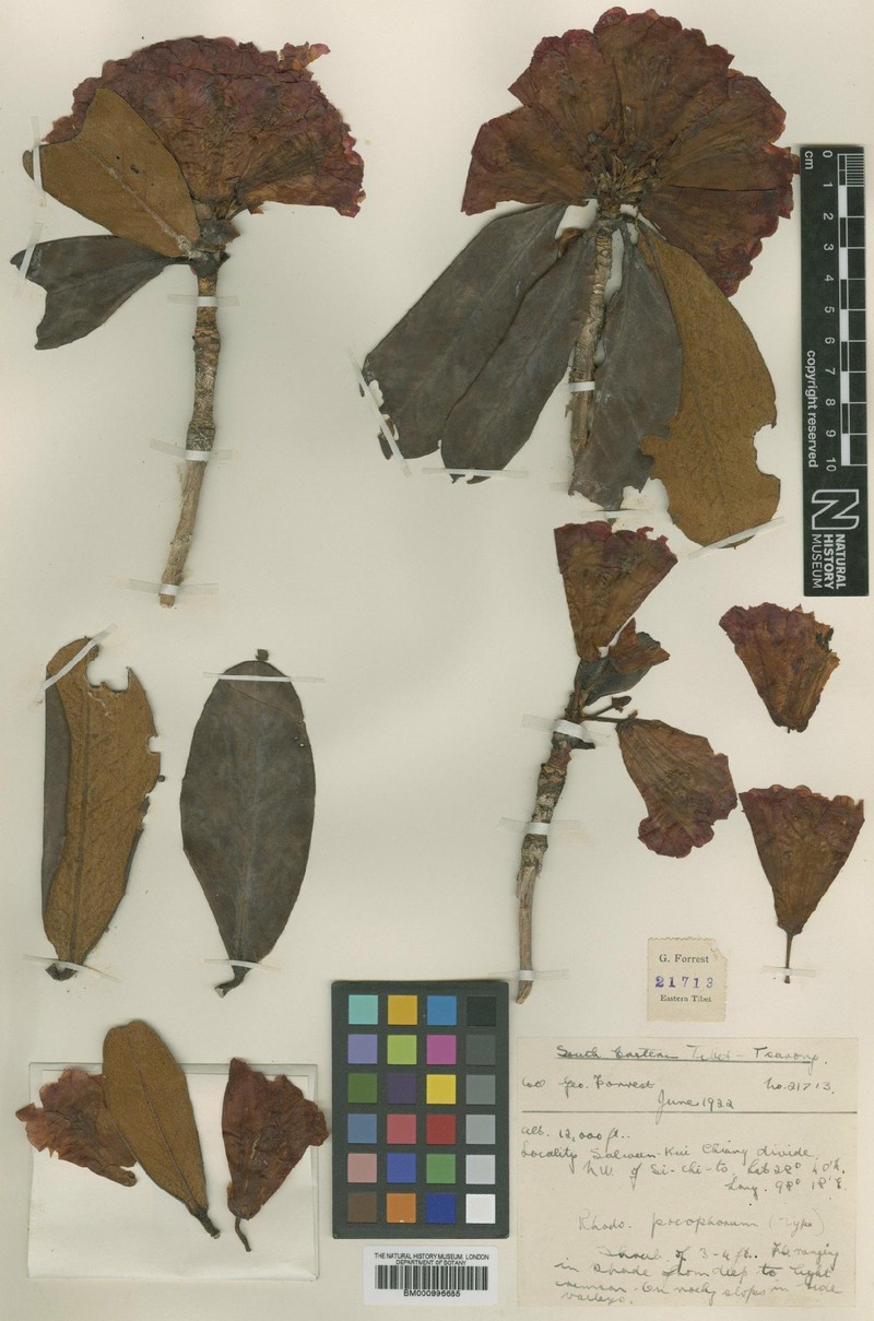 Rhododendron pocophorum
