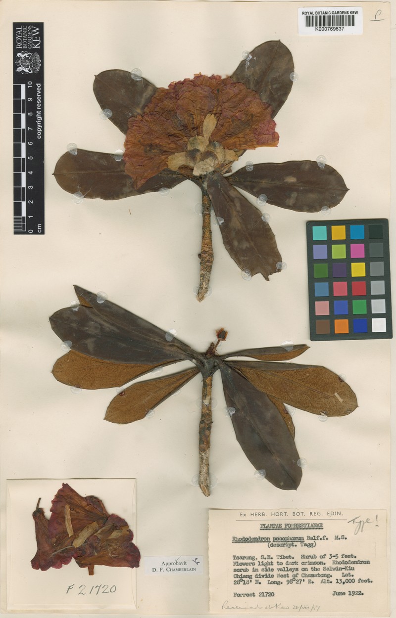 Rhododendron pocophorum photo 3