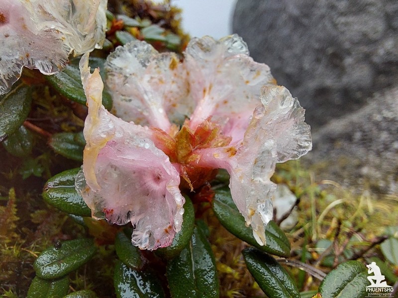 Rhododendron pogonophyllum
