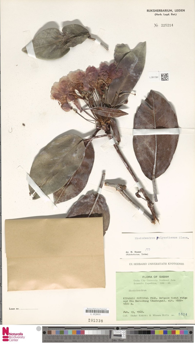 Rhododendron polyanthemum