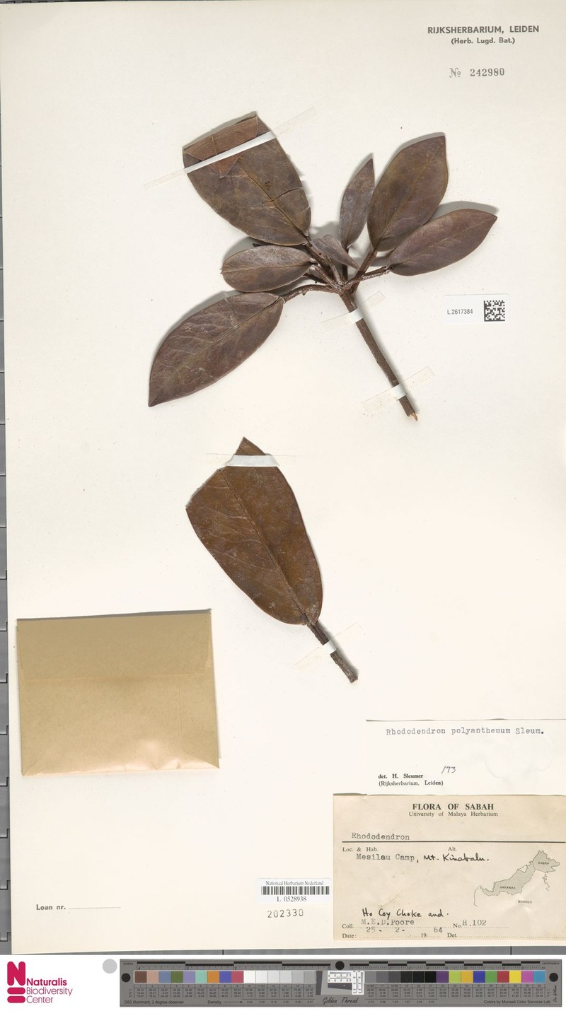 Rhododendron polyanthemum photo 2