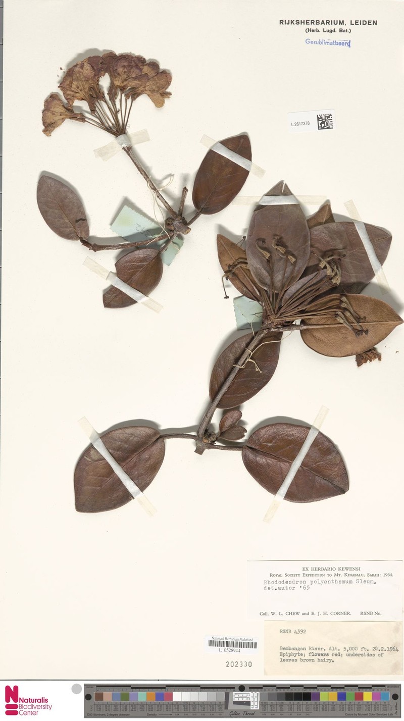 Rhododendron polyanthemum photo 3