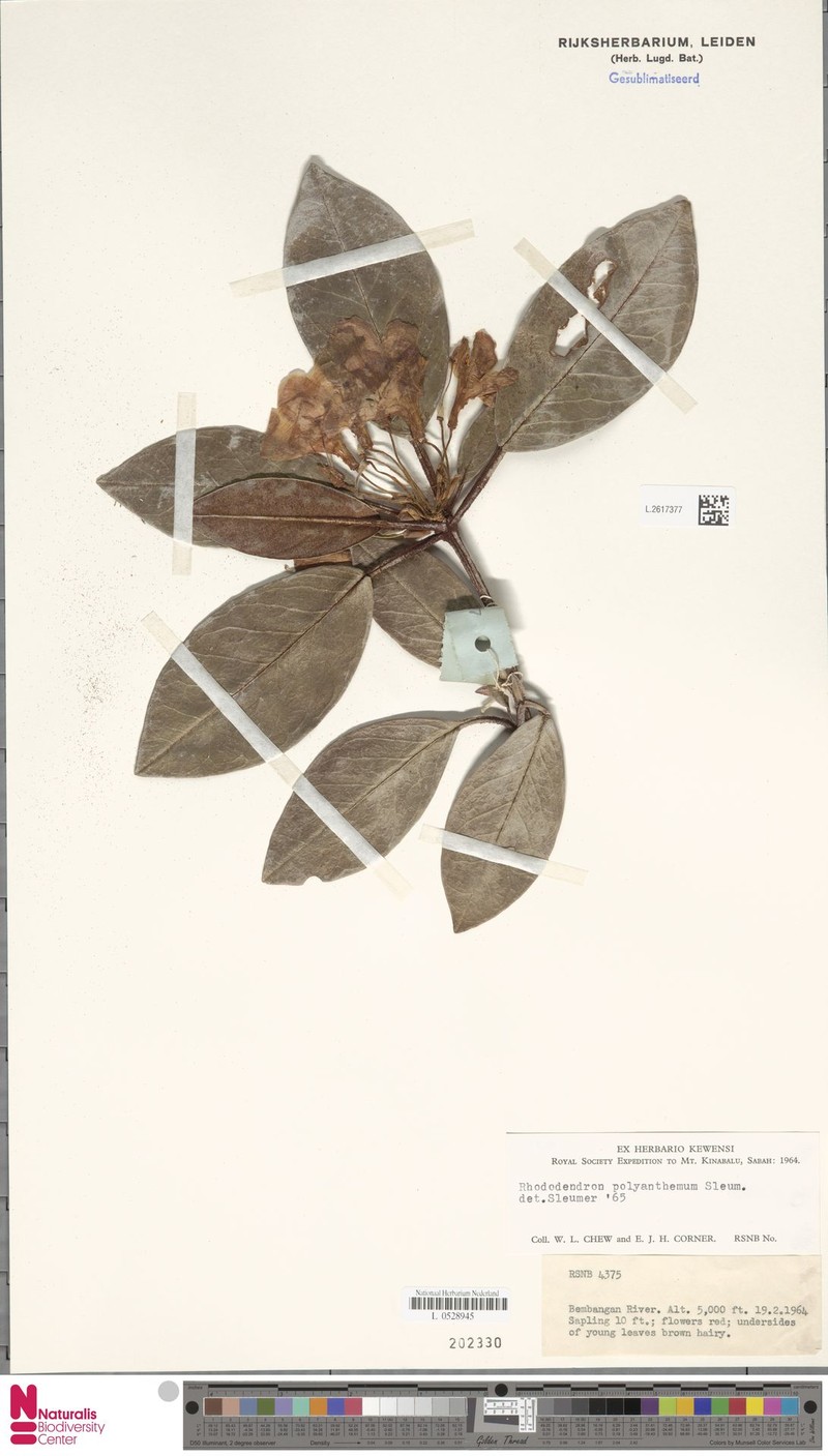 Rhododendron polyanthemum photo 4