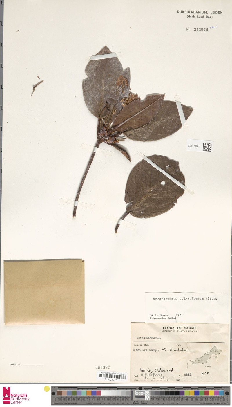 Rhododendron polyanthemum photo 8