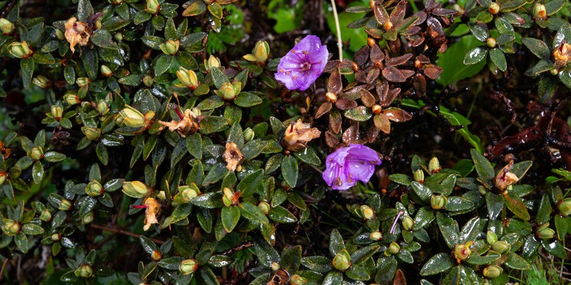 Rhododendron polycladum photo 2