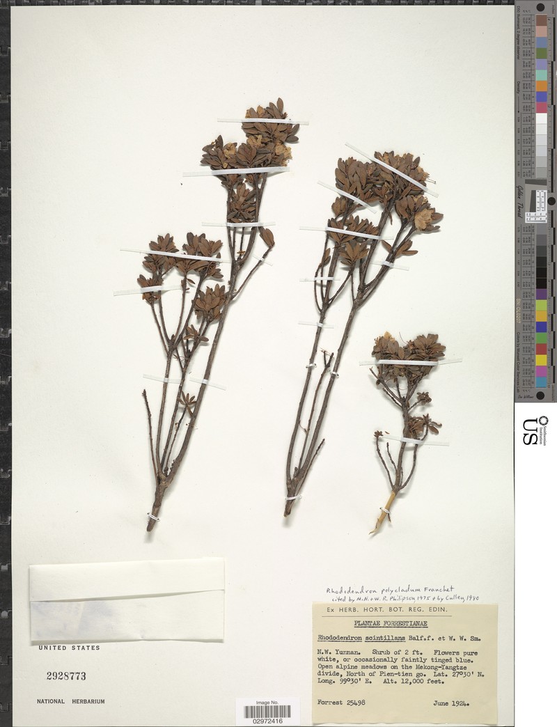 Rhododendron polycladum photo 3