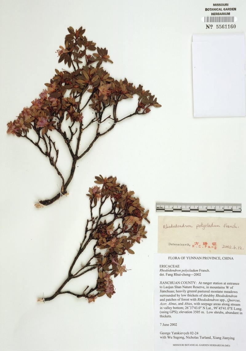 Rhododendron polycladum photo 4