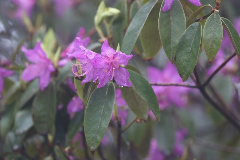 Rhododendron polylepis photo 2