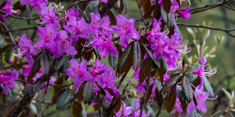 Rhododendron polylepis photo 3