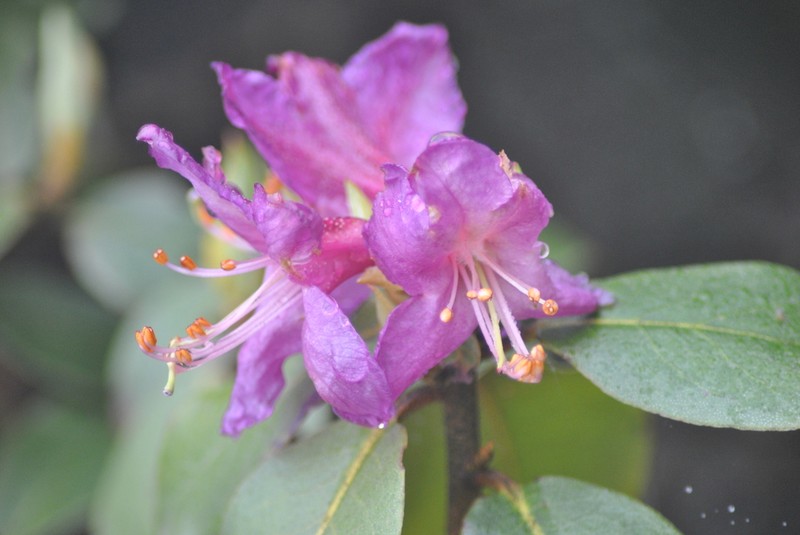 Rhododendron polylepis photo 4