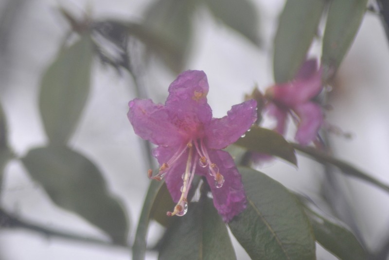 Rhododendron polylepis photo 5