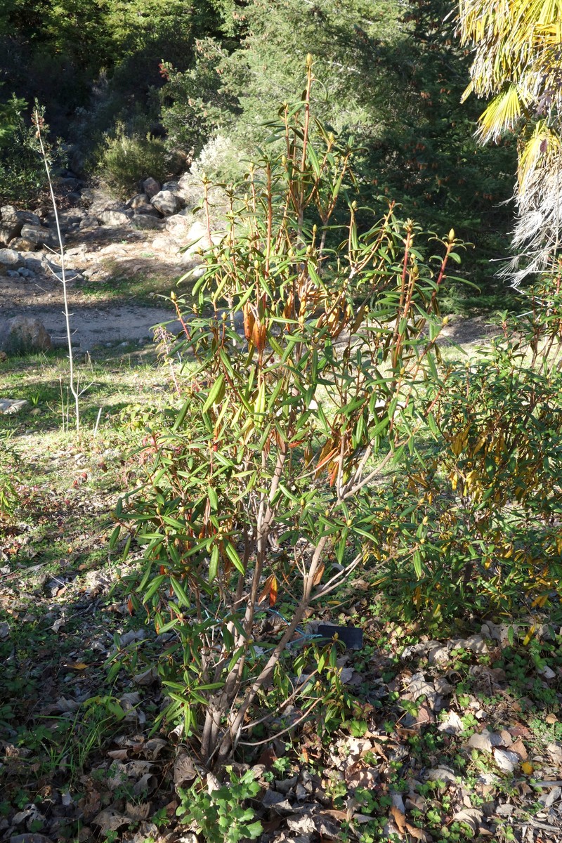 Rhododendron polylepis