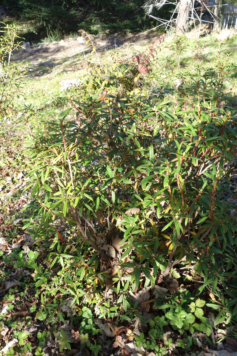 Rhododendron polylepis photo 6