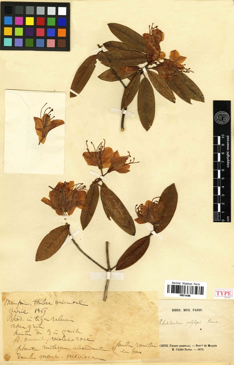 Rhododendron polylepis photo 7