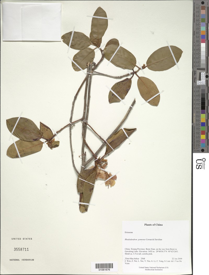 Rhododendron pomense