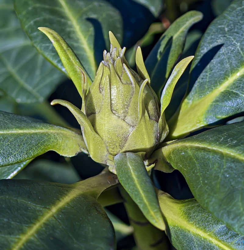 Rhododendron ponticum photo 2