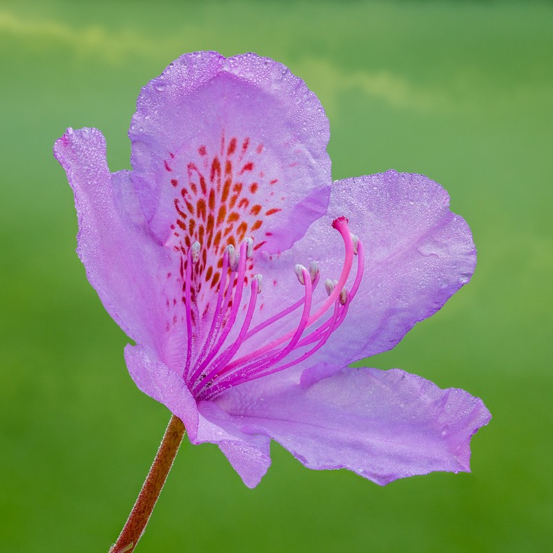 Rhododendron ponticum photo 3