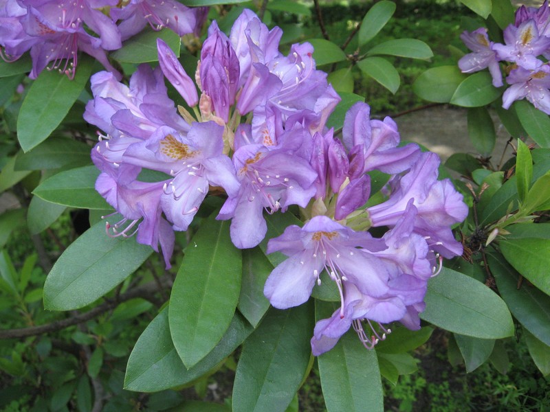 Rhododendron ponticum photo 4