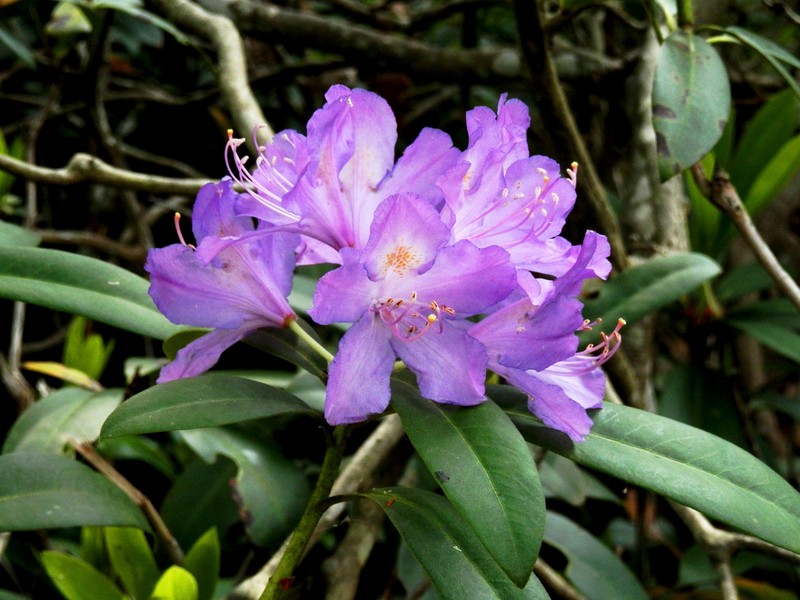 Rhododendron ponticum photo 5