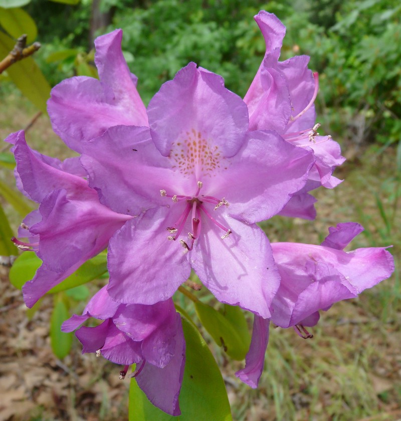 Rhododendron ponticum photo 6