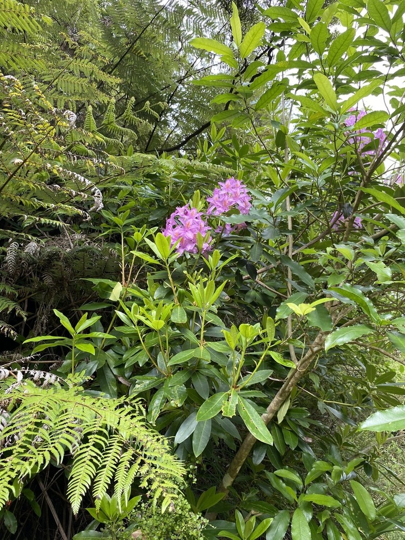 Rhododendron ponticum photo 7