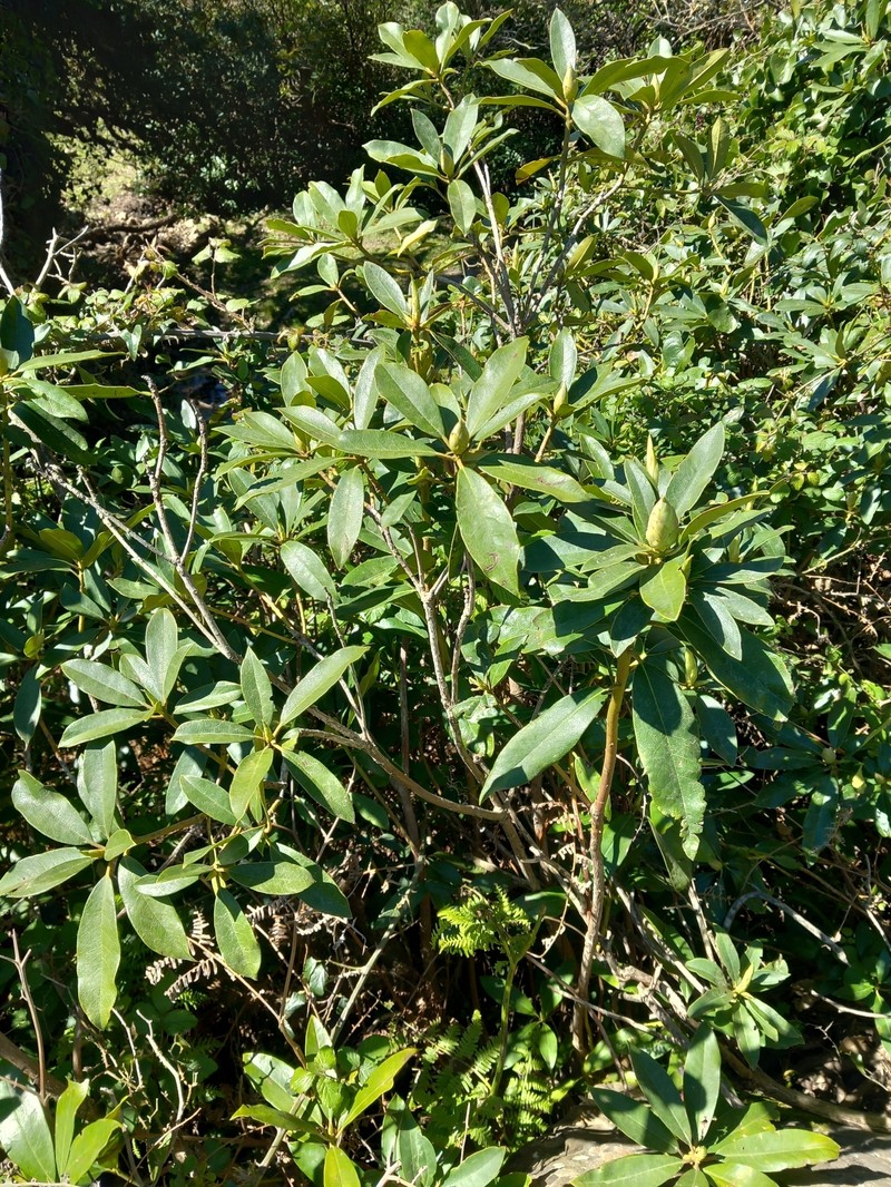 Rhododendron ponticum subsp. baeticum