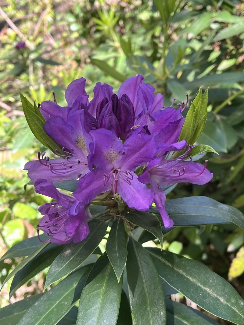 Rhododendron ponticum subsp. baeticum photo 2