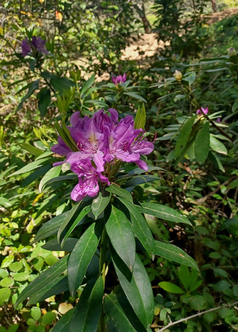 Rhododendron ponticum subsp. baeticum photo 3