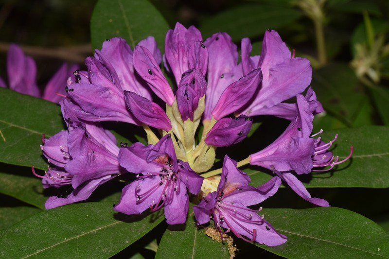 Rhododendron ponticum subsp. baeticum photo 4