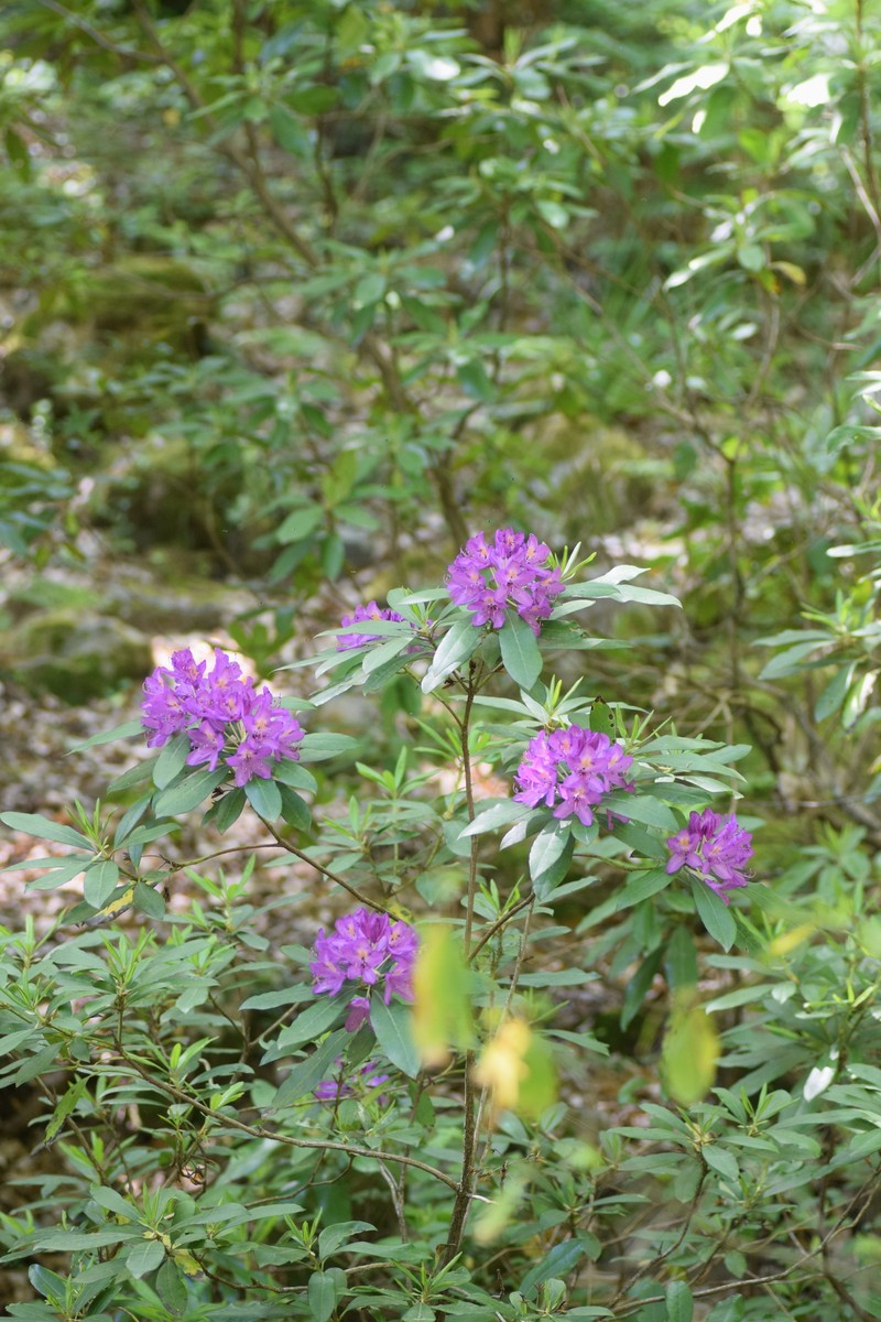 Rhododendron ponticum subsp. baeticum photo 5