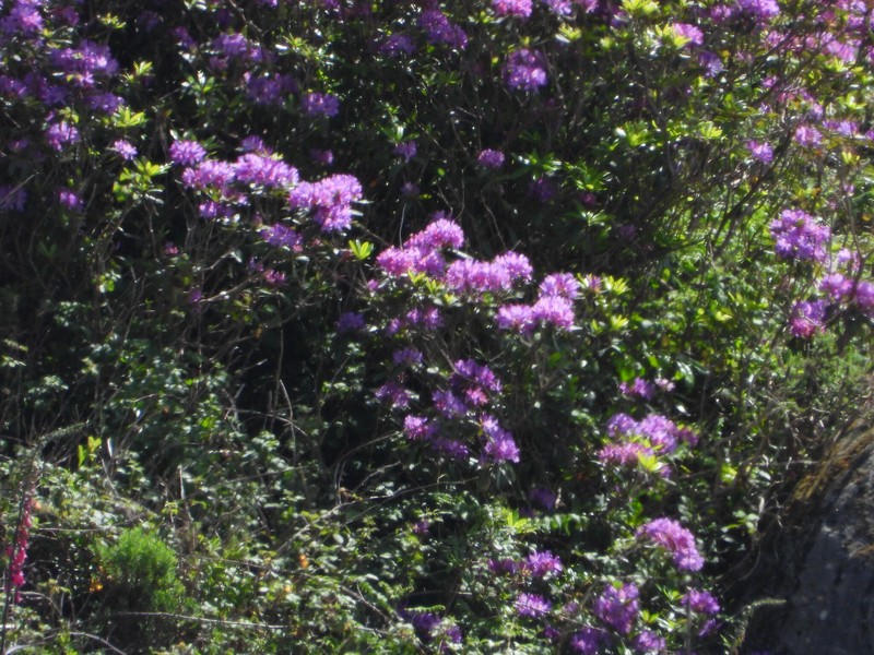 Rhododendron ponticum subsp. baeticum photo 6