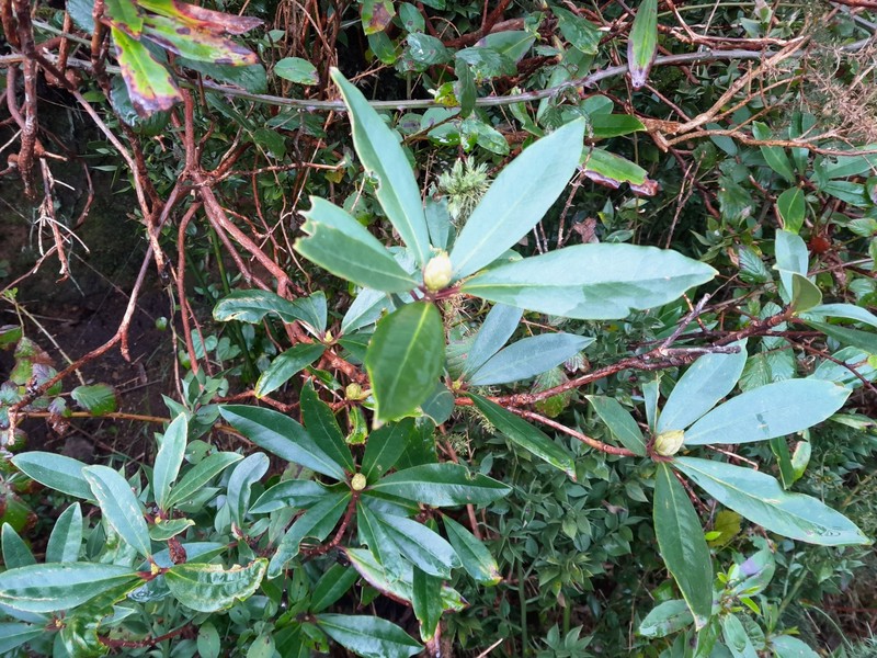 Rhododendron ponticum subsp. baeticum photo 7