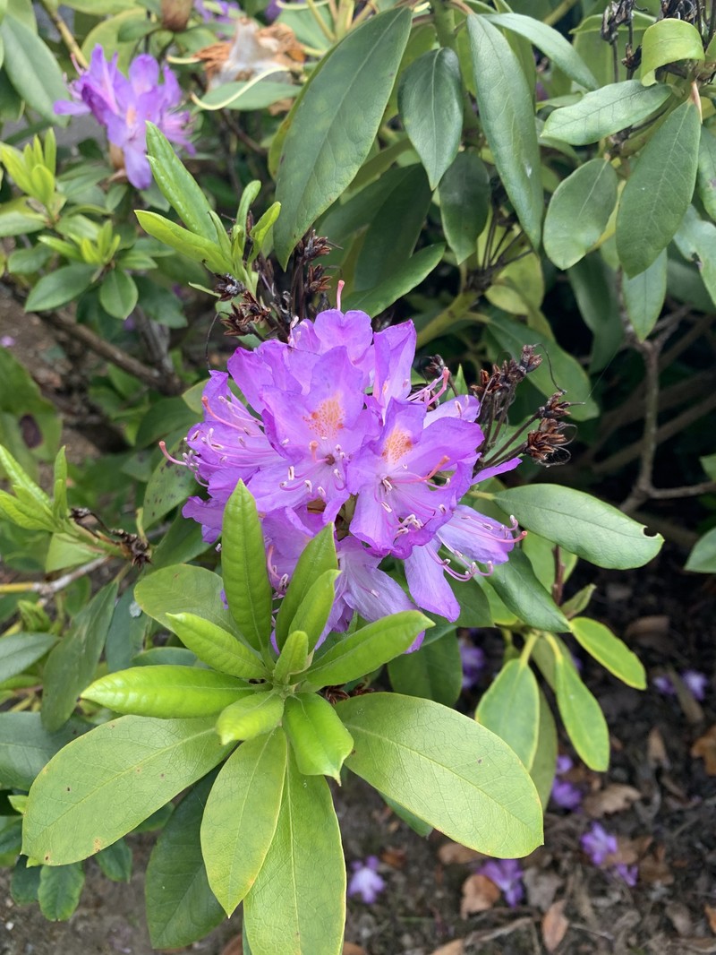 Rhododendron ponticum subsp. ponticum