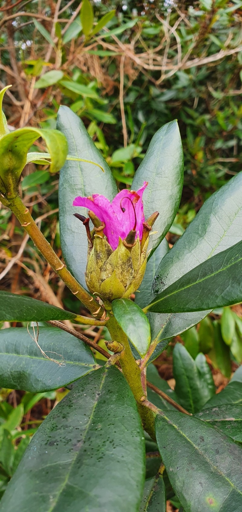 Rhododendron ponticum subsp. ponticum photo 2