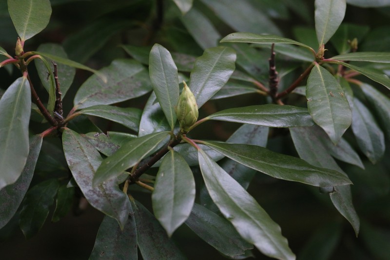 Rhododendron ponticum subsp. ponticum photo 3