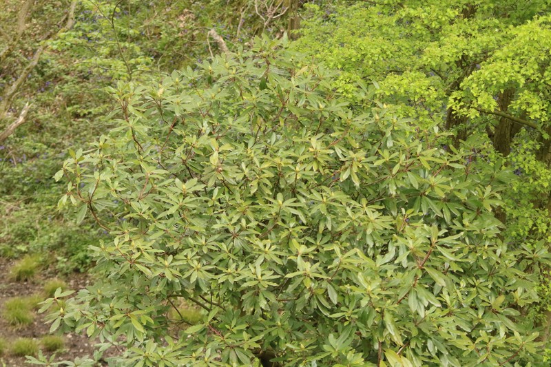 Rhododendron ponticum subsp. ponticum photo 4