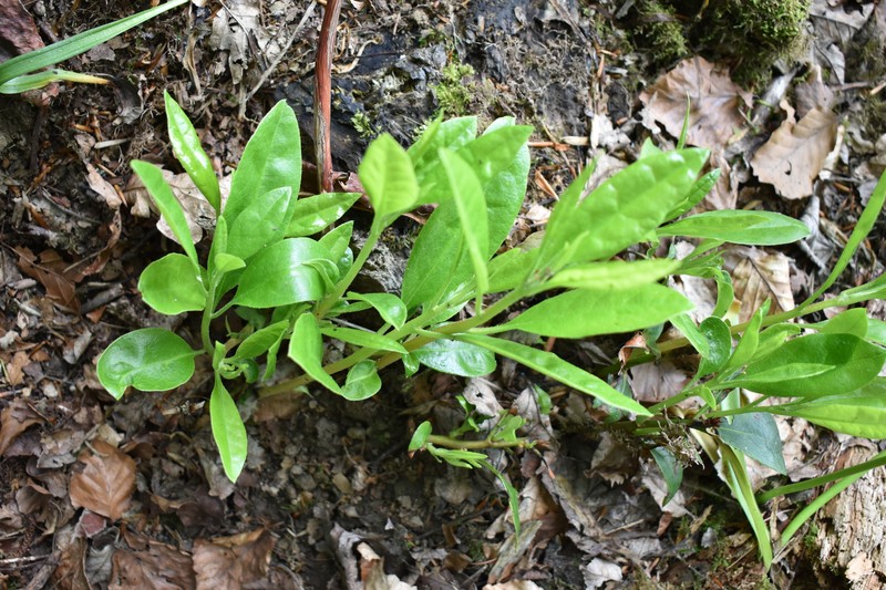 Rhododendron ponticum subsp. ponticum photo 5