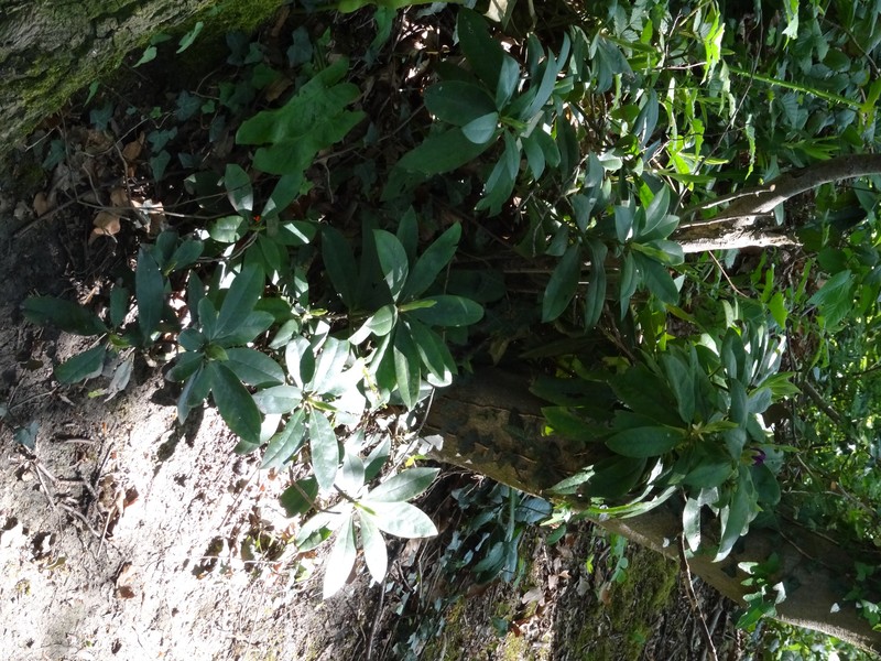Rhododendron ponticum subsp. ponticum photo 6